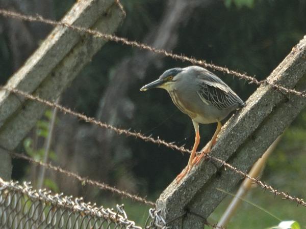 <h3><a href="/trips/salesopolis-2014/biota/animalia/chordata/aves/015 pelecaniformes/002 ardeidae/butorides striata/butorides striata-nl.html">Butorides&nbsp;striata</a> / Striated&nbsp;heron / Mangrovereiger</h3>NIKON D7100 met AF-S DX VR Zoom-Nikkor 18-200mm f/3.5-5.6G IF-ED [II], 1/400 sec  bij F6.3, ISO 400, afstand 14.9&nbsp;m
